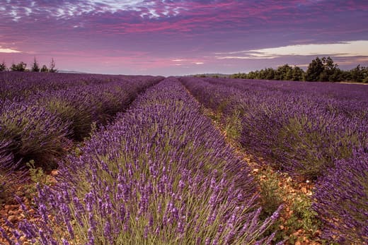 Les champs de lavande de l'Enclave des Papes autour de Valréas — photo d'illustration